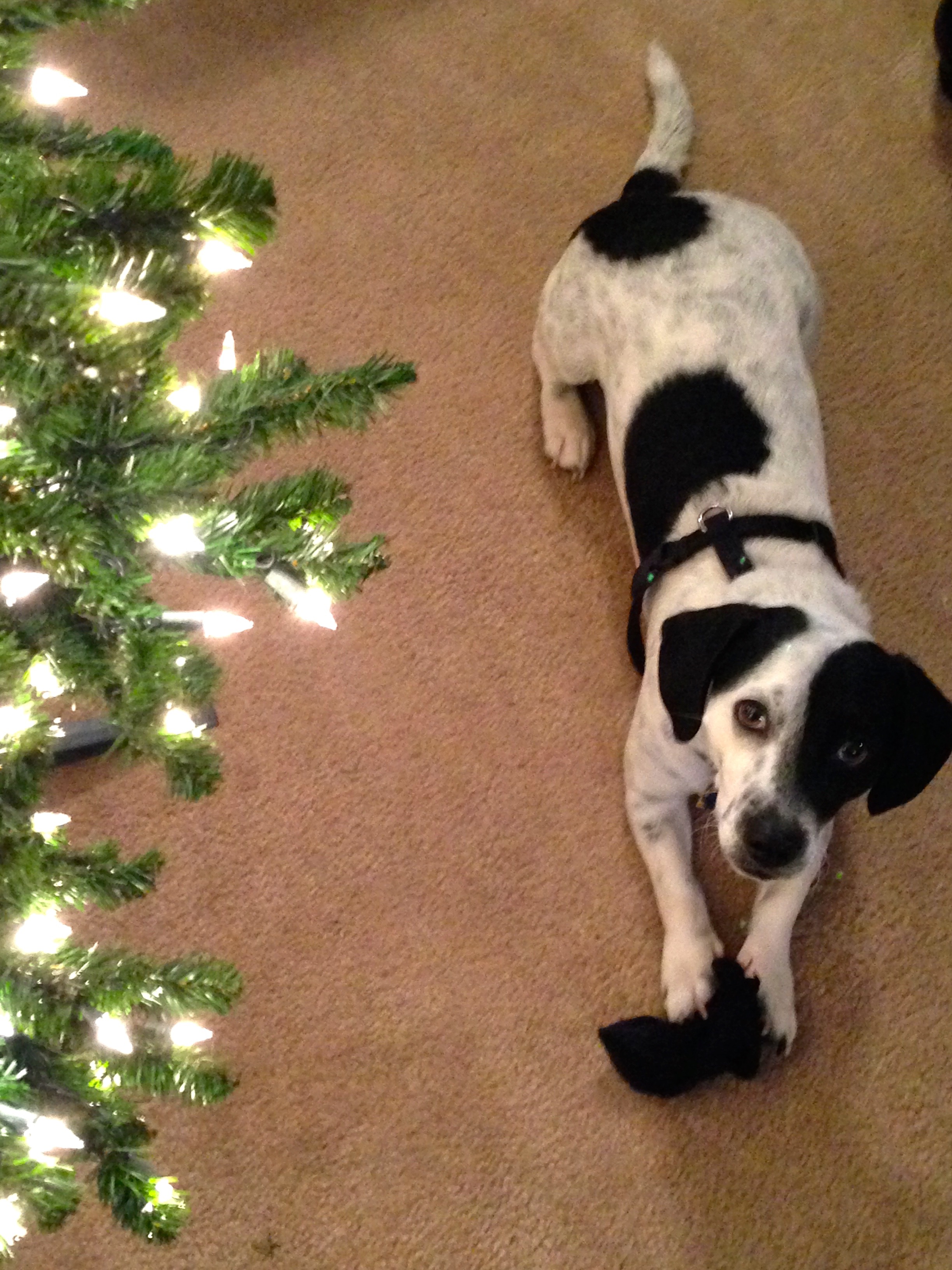 photo of a puppy by a tree